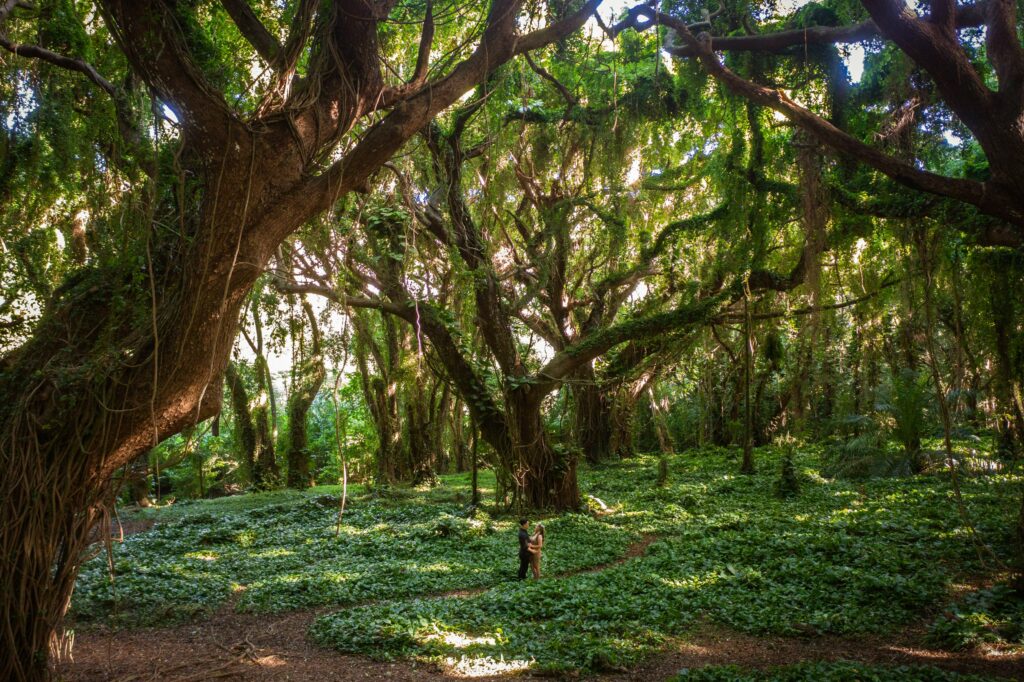 Honolua Rain Forest Proposal